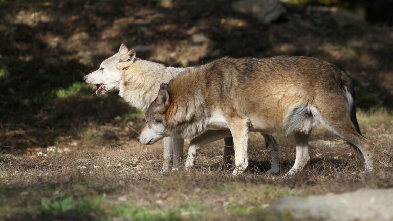 Wolfshybriden immer noch in Ohrdruf