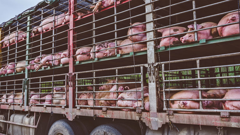 Tiertransporte unter Kontrolle bekommen