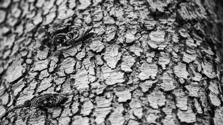 Hauptrisikogruppe Baum