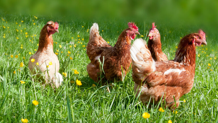 Für gesunde Ernährung und umweltfreundliche Landwirtschaft