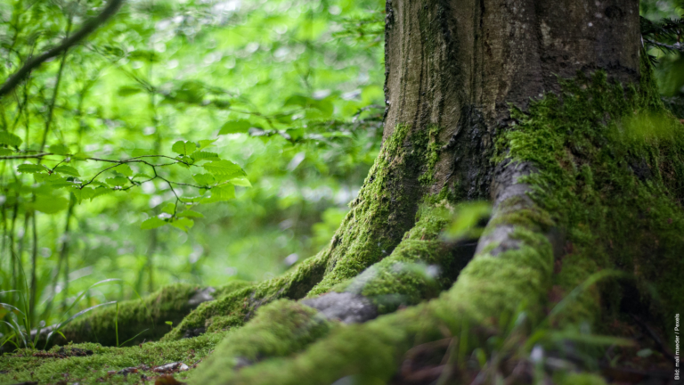 Zum geplanten Infrastruktur-Zukunftsgesetz – Klagerecht von Umweltverbände nicht abschwächen!