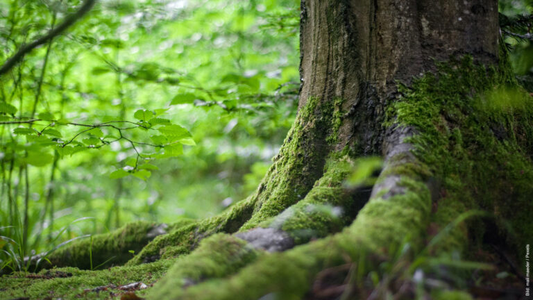Sparhammer an der Natur entspricht nicht dem Willen der Menschen in Thüringen!