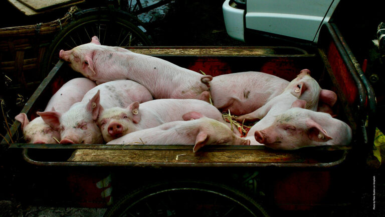 Stellungnahme von BÜNDNIS 90/DIE GRÜNEN Thüringen zu den wiederholten Tierschutzverstößen in der Ferkelzuchtanlage Thiemendorf