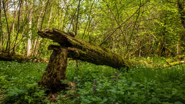 Mehr Waldwildnis in Thüringen