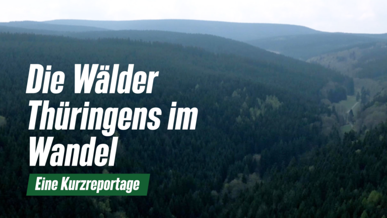 Die Wälder Thüringens im Wandel – eine Kurzreportage
